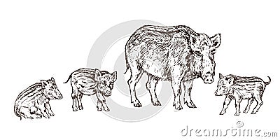 Wild boar Sus scrofa pig standing with small piglets, gravure style ink drawing illustration isolated Vector Illustration